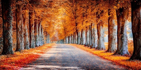 加拿大企業(yè)家-試點(diǎn)飛行計(jì)劃